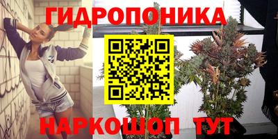 шишки Заволжье