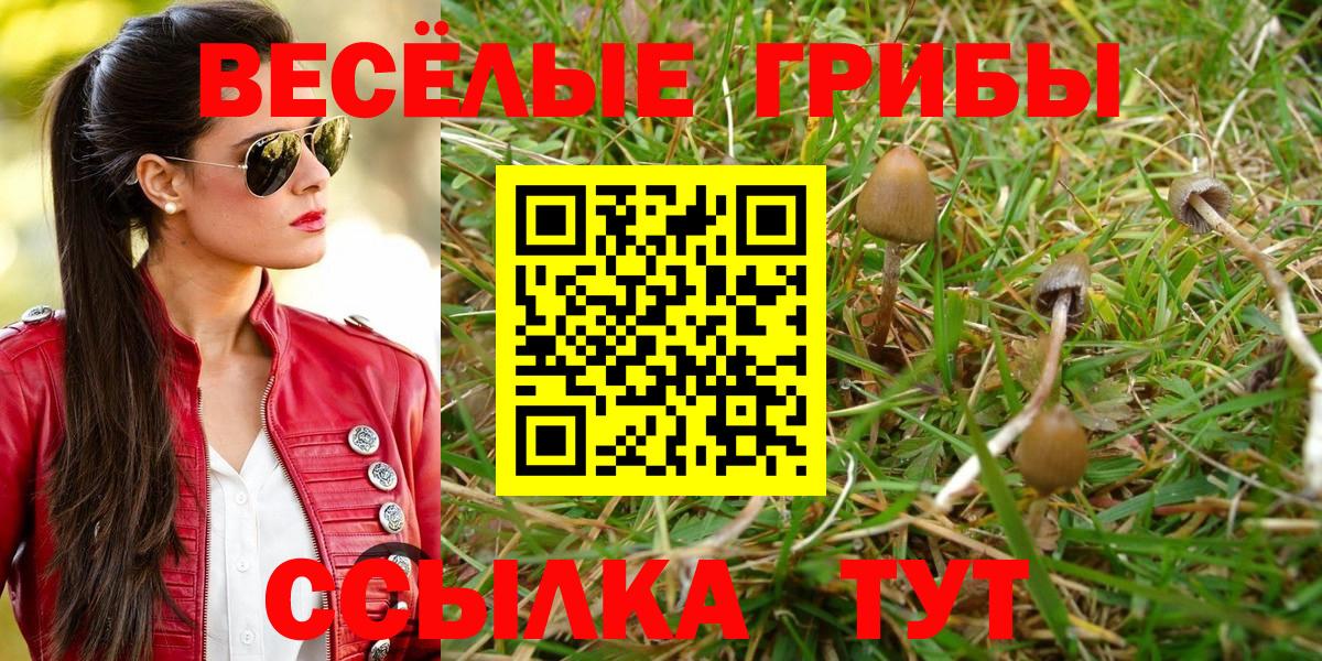 Псилоцибиновые грибы Cubensis Ялта